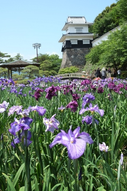 花菖蒲まつり(大村公園)