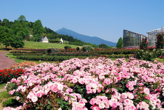 茨城県フラワーパーク バラまつり