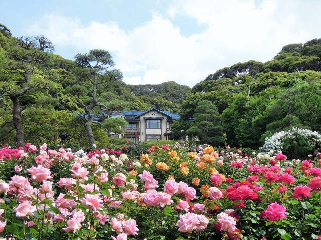 鎌倉文学館 バラまつり2017