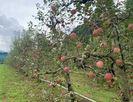 8月下旬から11月中旬にかけてはリンゴ狩りが楽しめる