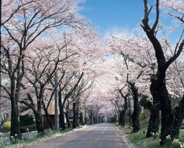 約7000本の桜が作り上げる桜のトンネル