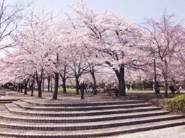 春には通り左右の桜並木の先に富士山が現れる