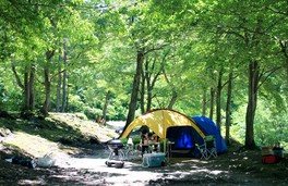 自然豊かな林間でのキャンプ