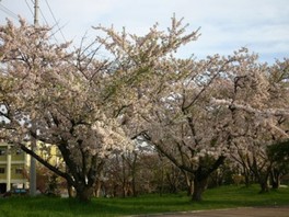 5月中旬頃には満開の桜を観賞できる