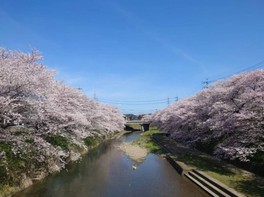 春になると川沿いの桜が見事に咲き誇る