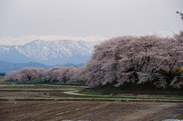 二王子岳をバックに満開の桜が咲き誇る