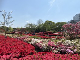 約12万本のツツジが咲き誇るツツジ園