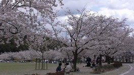 芝生の広場でのんびりと千本桜を楽しめる