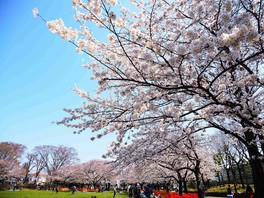 桜の季節は多くの人で特ににぎわう
