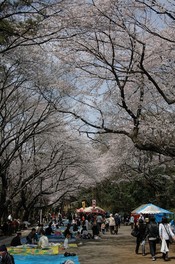 満開を迎えた桜並木が花見客を出迎える