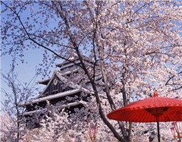 春には桜が彩る松江城が楽しめる