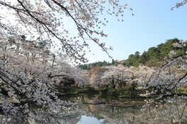 桜が咲き誇る春の景色は圧巻