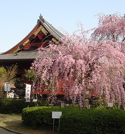 本堂裏手には「秋色桜(しゅうしきざくら)」がある