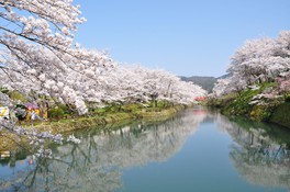 堀沿い一帯に咲き広がる満開の桜の光景は圧巻