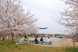 桜の下で各国のいろいろな飛行機を眺められる