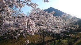 桜の奥には三上山がそびえ立つ