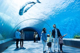 「ドルフィン ファンタジー」イルカたちをさまざまな視点から見ることができる幻想的な水族館