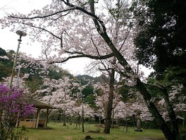 春になると園内が桜色に染まる