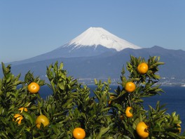 富士山をバックにミカン狩りが楽しめる