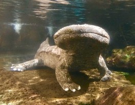 水族館の生き物で一番人気のオオサンショウウオ。 両生類の中で最大サイズの生き物