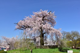 春にはしだれ桜の優美な姿がひときわ目を引く