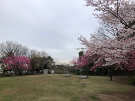 観山広場では、めずらしいヨコハマヒザクラやソメイヨシノなど、多くの種類の桜が楽しめる
