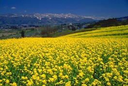 満開の菜の花の丘から千曲川や関田山脈を望む