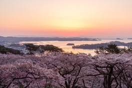 春には満開の桜と松島湾が織り成す絶景が楽しめる