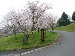春は園路を桜の花が彩り花見客が多く訪れる