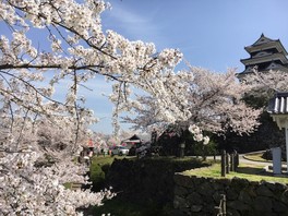 春には桜が大洲城に彩りをそえる