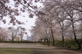 堀に沿って植えられた満開の桜を楽しめる