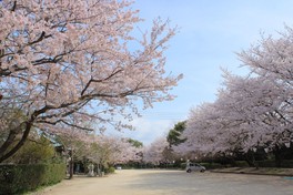 ソメイヨシノなど700本の桜が堂々たる姿で咲き誇る