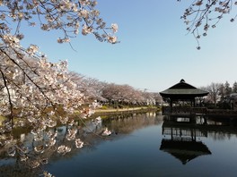 沼に沿って桜が美しく咲く桜の名所として知られる