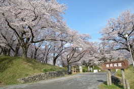 約300本の桜並木は見頃の時期になると色鮮やかに園内を彩る