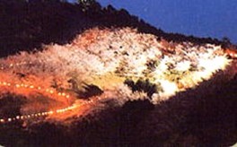 春には園内にある大森山桜園で約3000本の桜が咲き乱れる