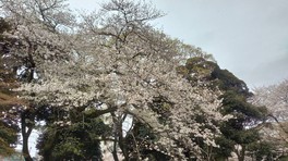 春の桜シーズンには約600本の桜が園内を彩る