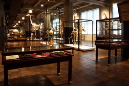 2階常設展示では自然史・文化史の学術標本群を中心に展示している