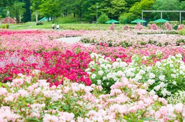 ガーデン内には17品種約5500株のバラが植栽されている