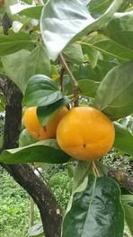 マンゴーのように甘い「こいひめ柿」を栽培