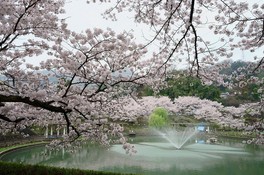噴水のある池の周囲に桜やフジが咲き誇る