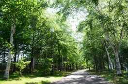 木立に囲まれた園路は散策やジョギングに最適