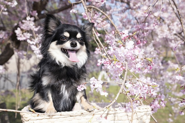 愛犬と一緒に桜を満喫！