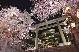 美しくライトアップされた桜は、まさに幻想的な雰囲気
