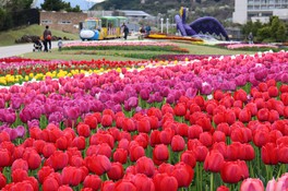 臨時休園 淡路花祭 春 兵庫県 の情報 ウォーカープラス