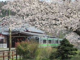 弥彦線の車両と桜を写真に収められる