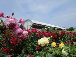 さまざまな品種のバラの香りを比べることができる