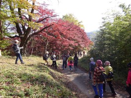 真っ赤に染まる紅葉に人々が惹かれる