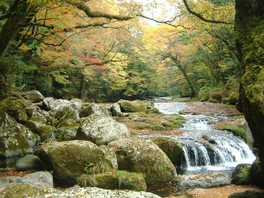 紅葉 見ごろ 菊池渓谷 熊本県 の情報 ウォーカープラス