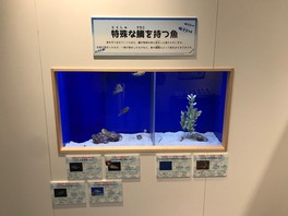 特殊な鱗を持つ魚が展示される