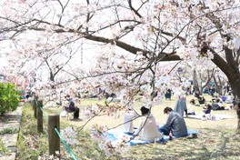 のどかな雰囲気を演出する桜並木